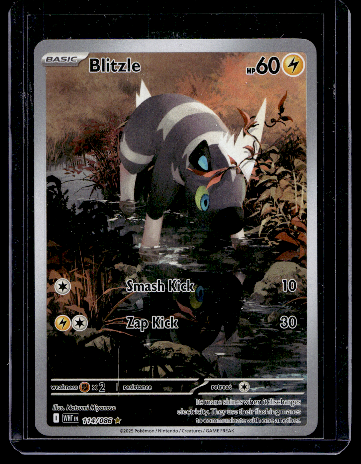 2025 Pokemon Scarlet & Violet - White Flare - Illustration Rare - Blitzle #114
